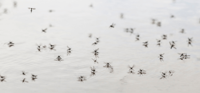 how-to-stop-infestation-of-mosquitoes