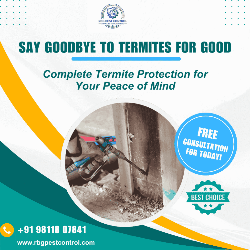 Termite Pest Control Service in Gurgaon