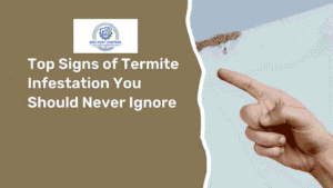 Top Signs of Termite Infestation You Should Never Ignore
