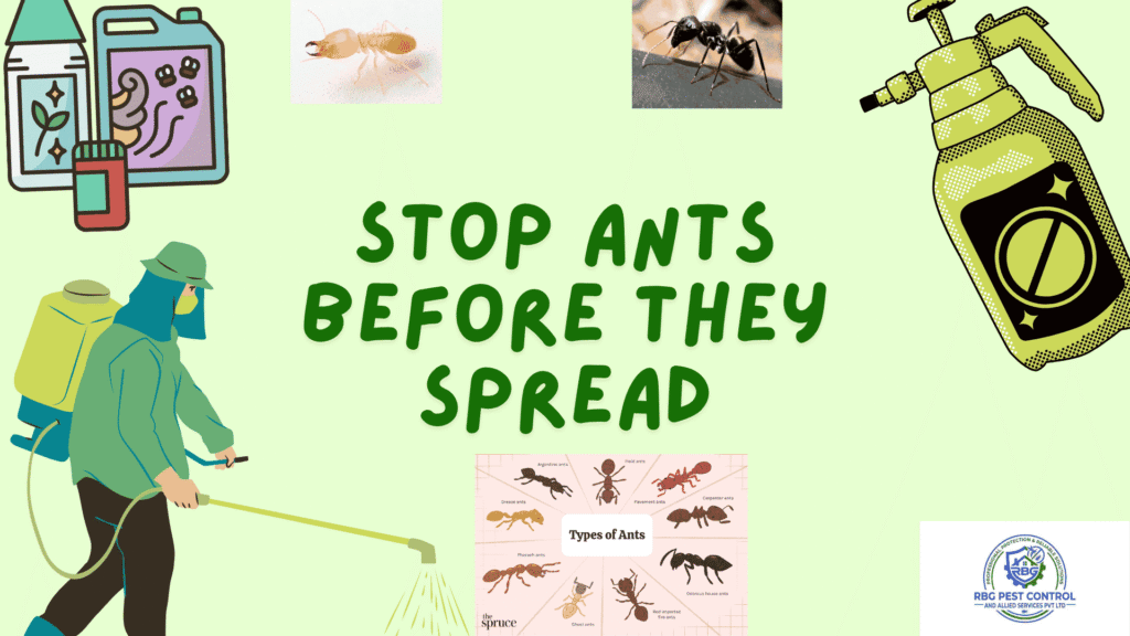 ant pest control service